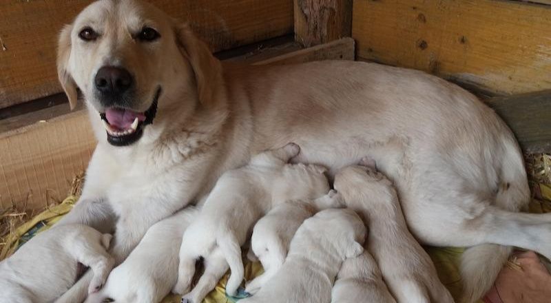 Лабрадори хлопчики і дівчатка