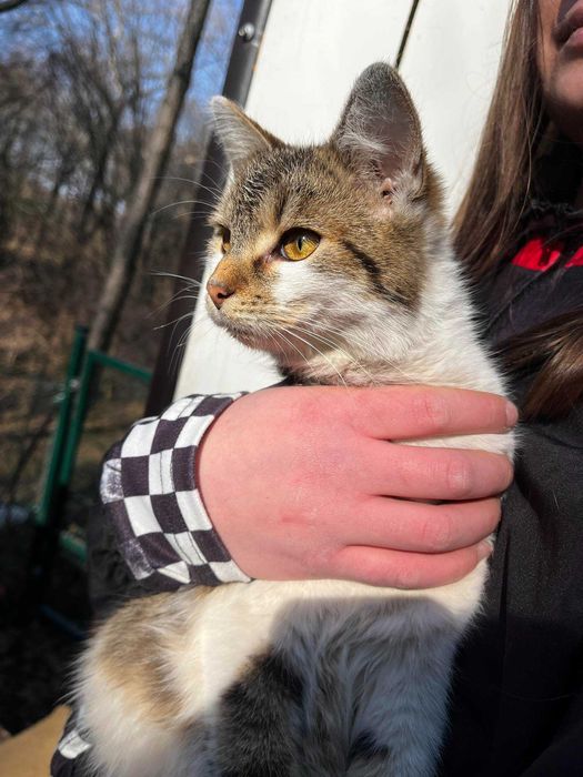 Korniszon - kot bez ogona szuka domu