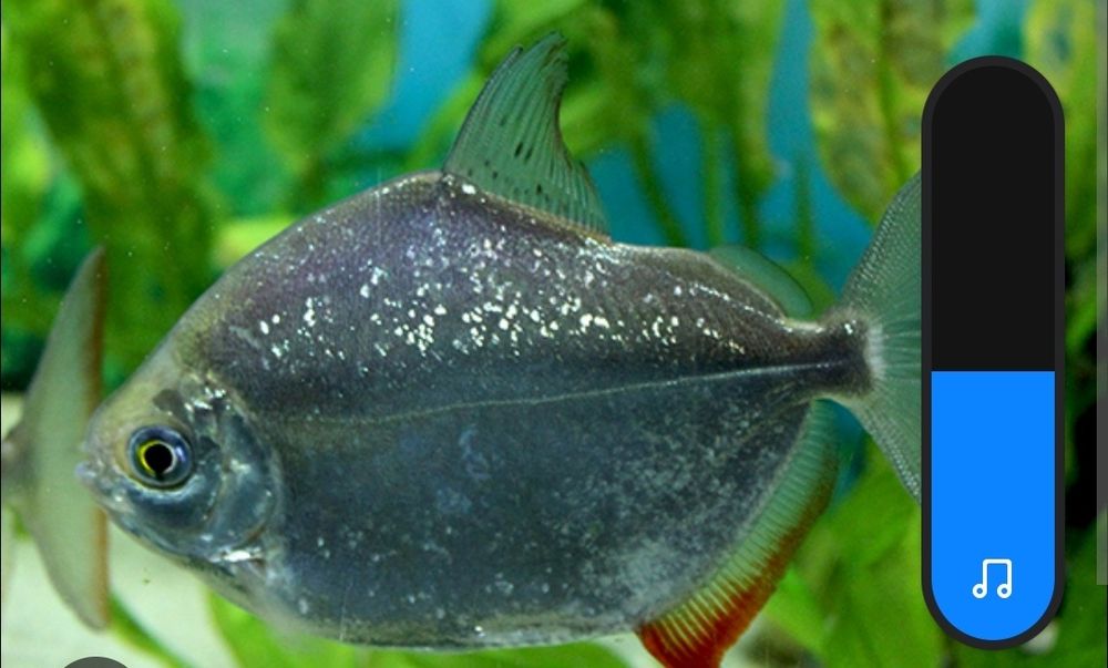 Płaskobok tępogłowy