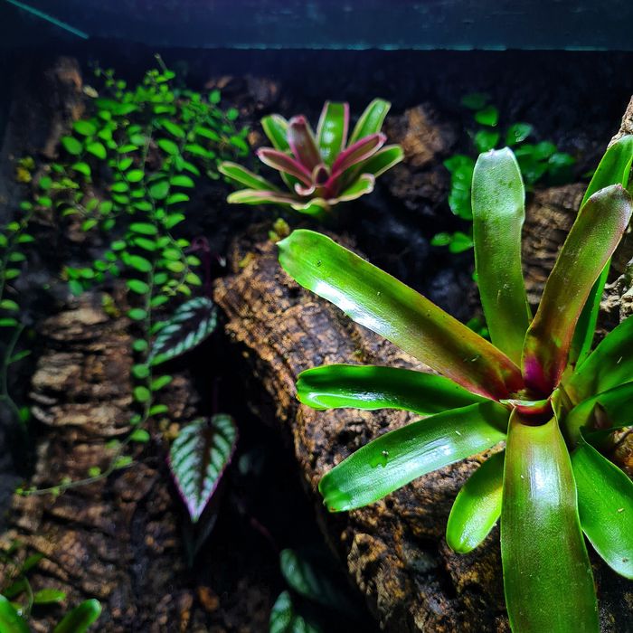 Terrarium na wymiar z aranżacją! Gekon, drzewołazy, agama