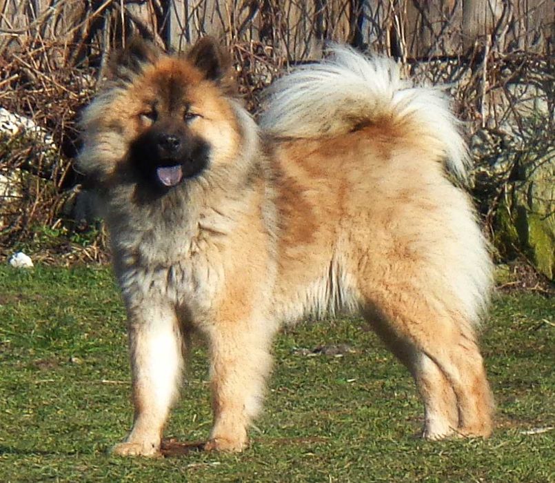 Eurasier - plany hodowlane na rok 2026