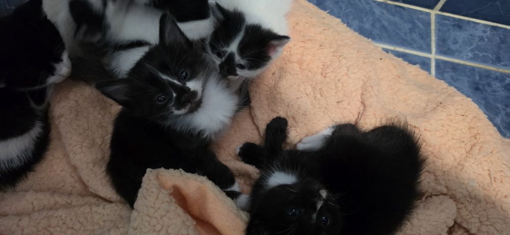 Gatinhos bebes para oferecer