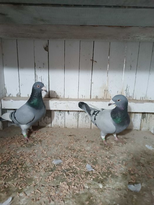 Sprzedam gołębie staropolskie