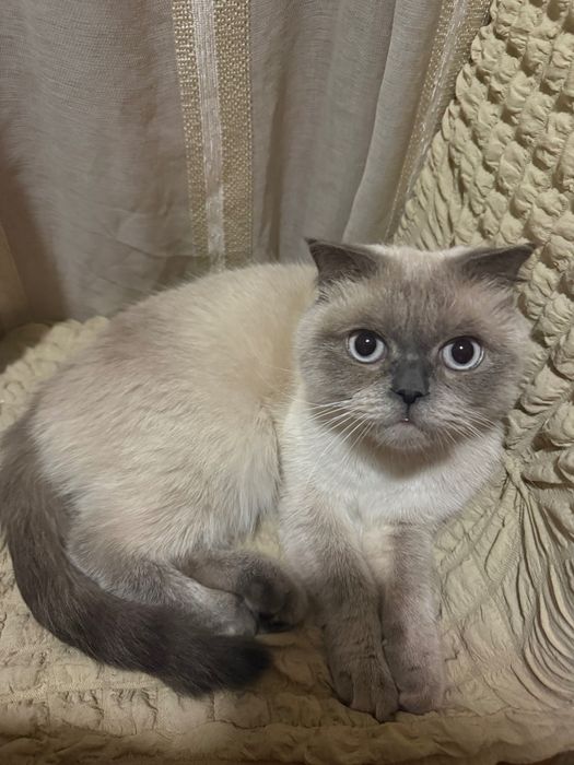 Кішечка шукає домівку