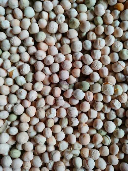 Groch siewny, łuskowy,  cukrowy, cert ekologiczny