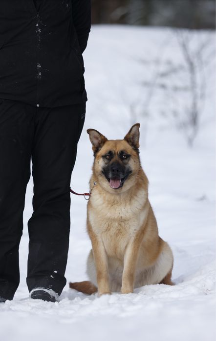 owczarek malinois mix do adopcji