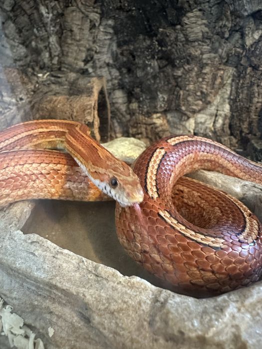 Wąż zbożowy + terrarium