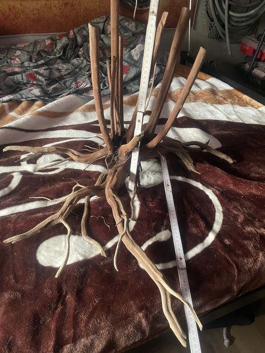 Duży korzen  Red Moor Wood tonacy