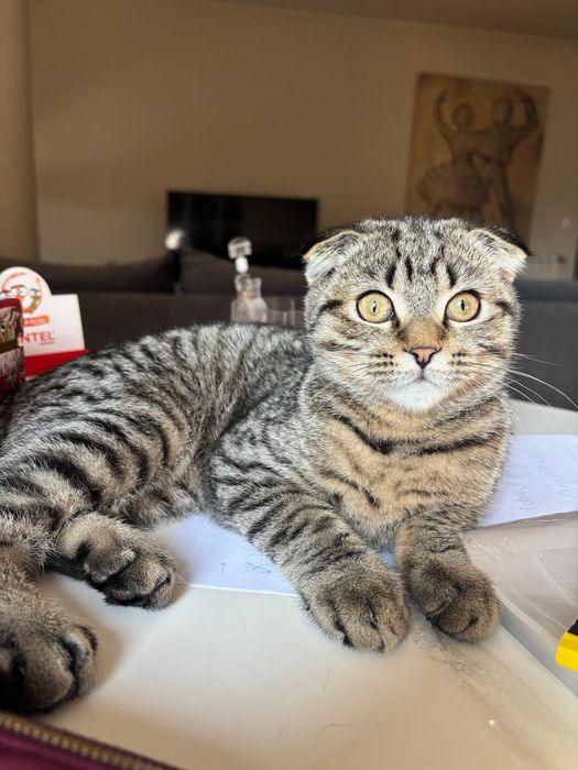 Scottish fold macho