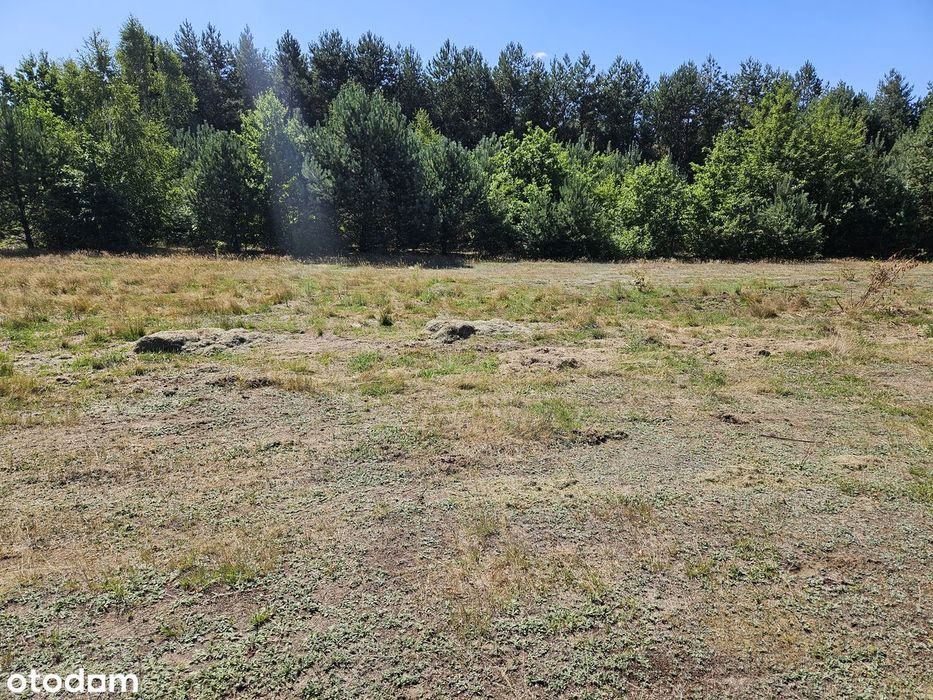 Działka budowlana 3003 m² – Brogi, gm. Dobroń