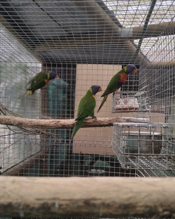 Vários Loris disponíveis