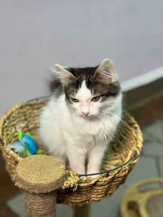 Очень красивые котята в ответственные руки