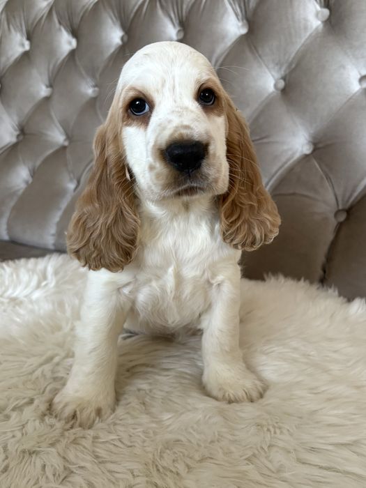 Suczka Cocker Spaniel Angielski