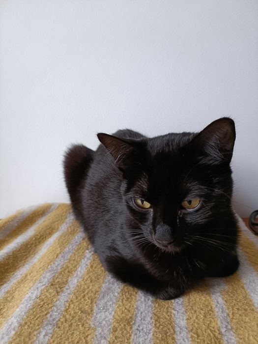 Gata preta de 7 meses para adopção