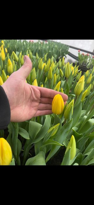 тюльпан до 14.02—8 марта