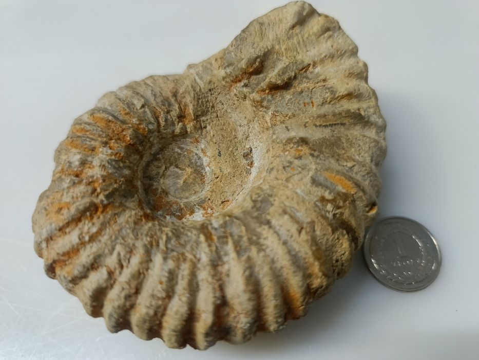 Naturalna skamielina Amonit dewon Maroko