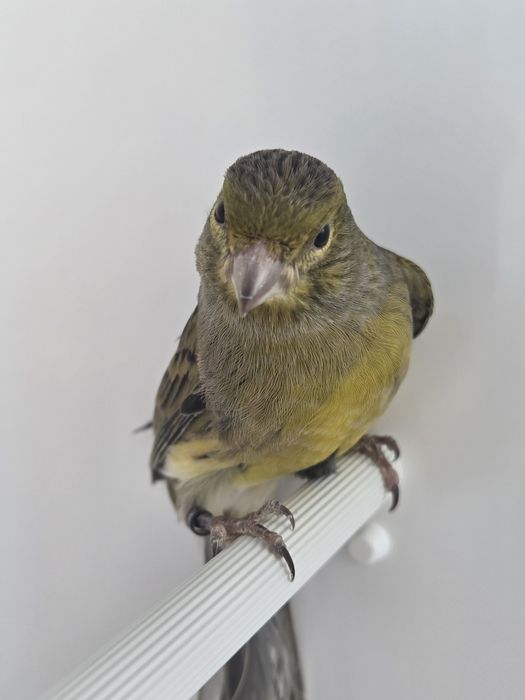 Kanarek timbrador samiec 2025r,kanarki