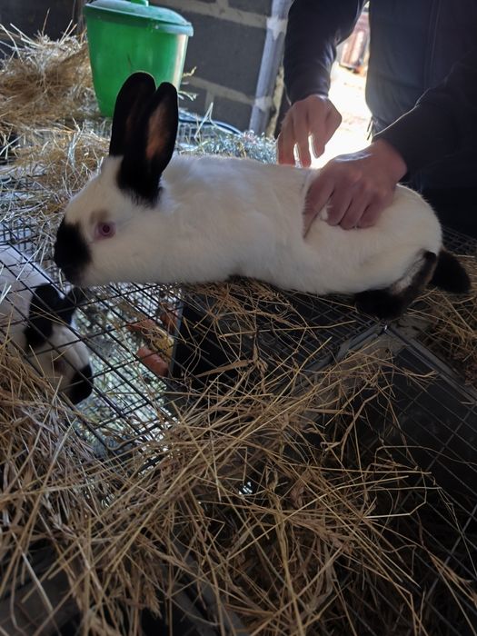 Króliki kalifornijskie, kalifornijski