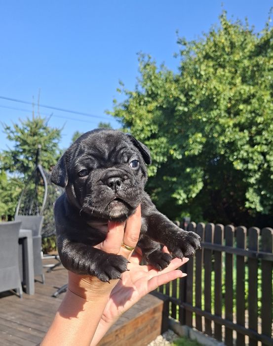 Buldog francuski