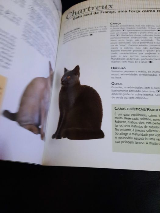 Gatos de Raça Royal Canin
