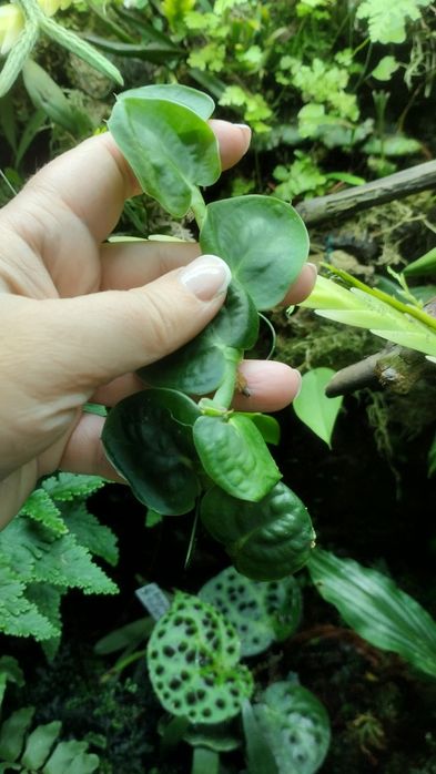 Рафідофора Rhaphidophora celatocaullis