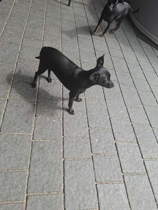 Pinczer Miniaturowy