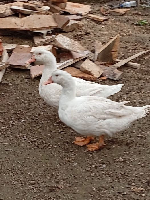 Troco dois patos por um ganso macho