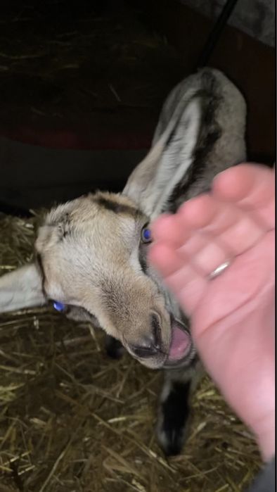 Метис молочного напрямку ( альпійська/зааненський тип )