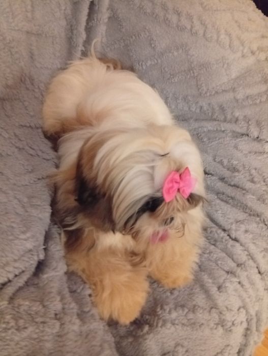 Shih tzu  sunia  śliczna