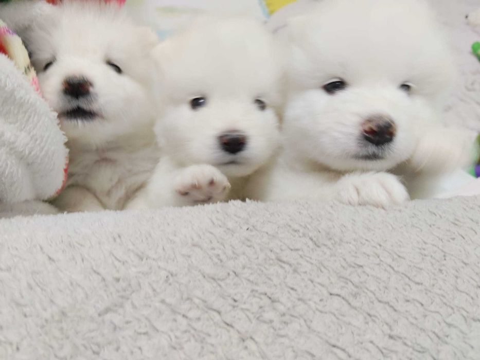 Samoyed szczenię ZKwP/ FCI
