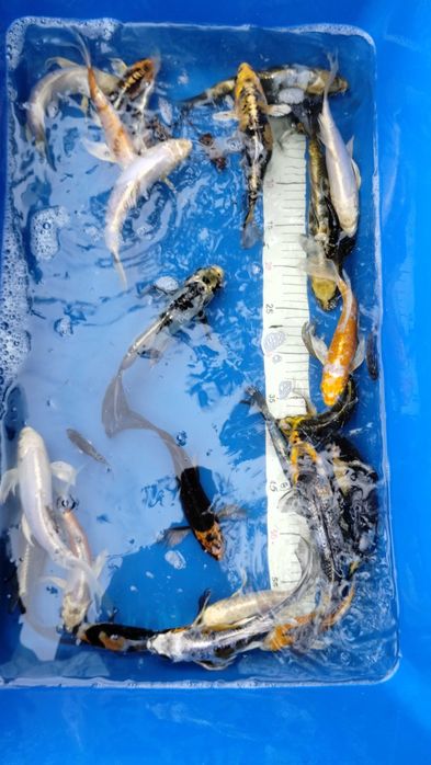 Karpie koi Butterfly Longfin 15-25 cm