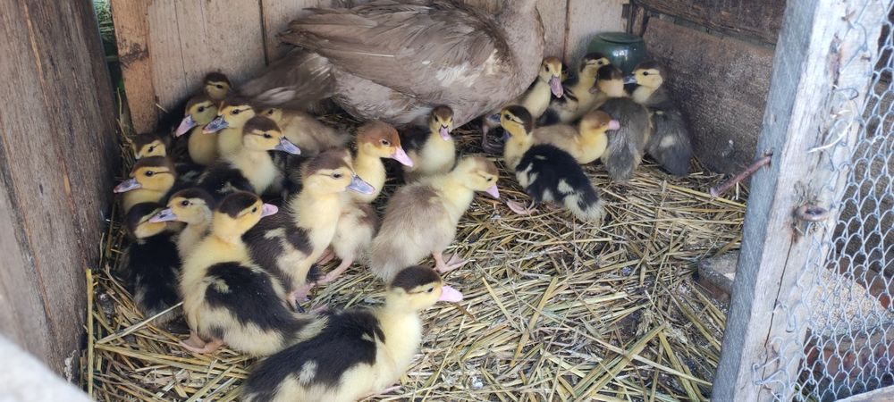 Продам каченят мускусних шипунів