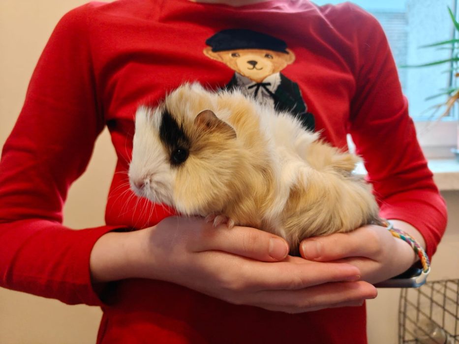 Świnka morska, rozetka, samczyki, odbiór ŚWIĘTA