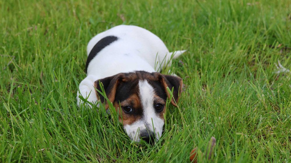PIESEK  Jack Russell Terrier z hodowli "BREFIO"-do odbioru