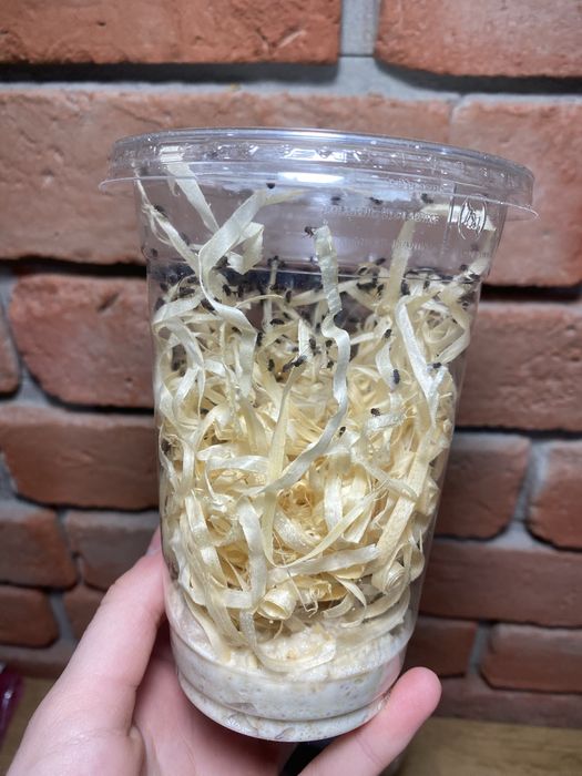 Muszki owocówki D. Hydei