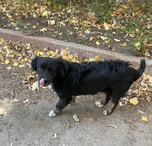 Отдам даром в добрые руки собачку метис мелкой породы