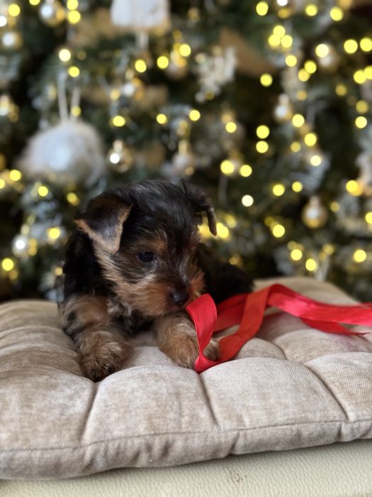 Маленька дівчинка Йорк