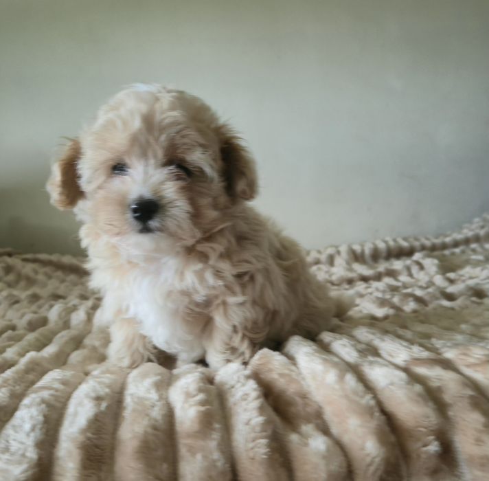 Cudowna  maltipoo F1  dziewczynka