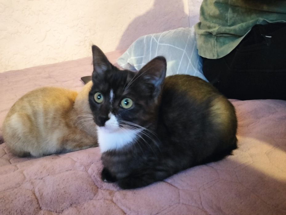 Віддам у добрі руки кошеня