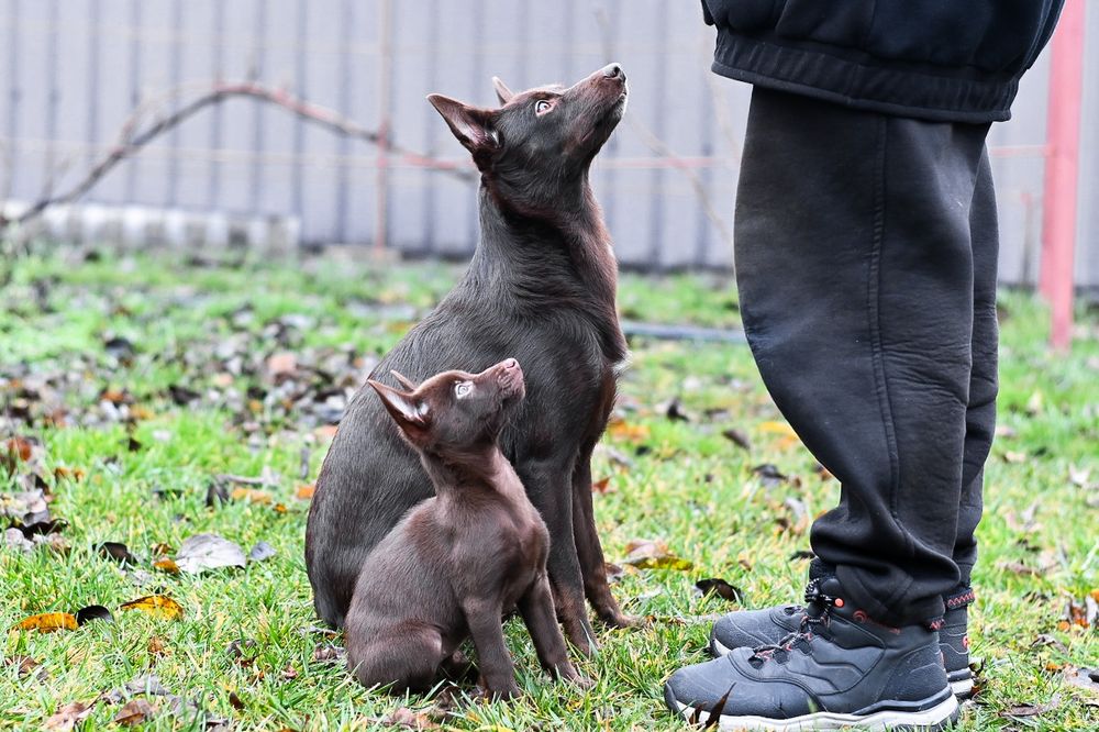 Кінолог, групові та індивідуальні заняття, вигул з дресируванням