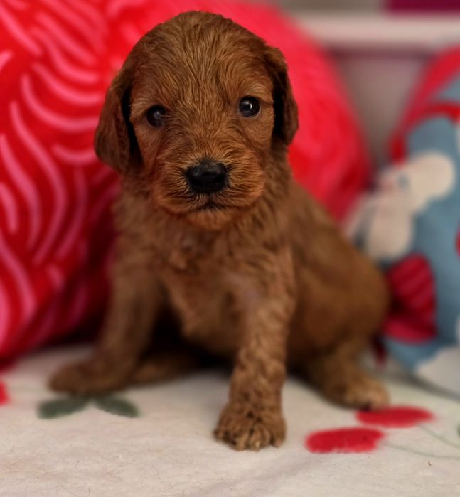 Piesek cockapoo!