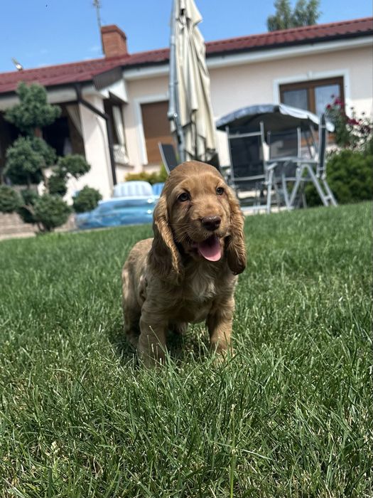 Szczeniak Cocker Spaniel Angielski - Chłopiec