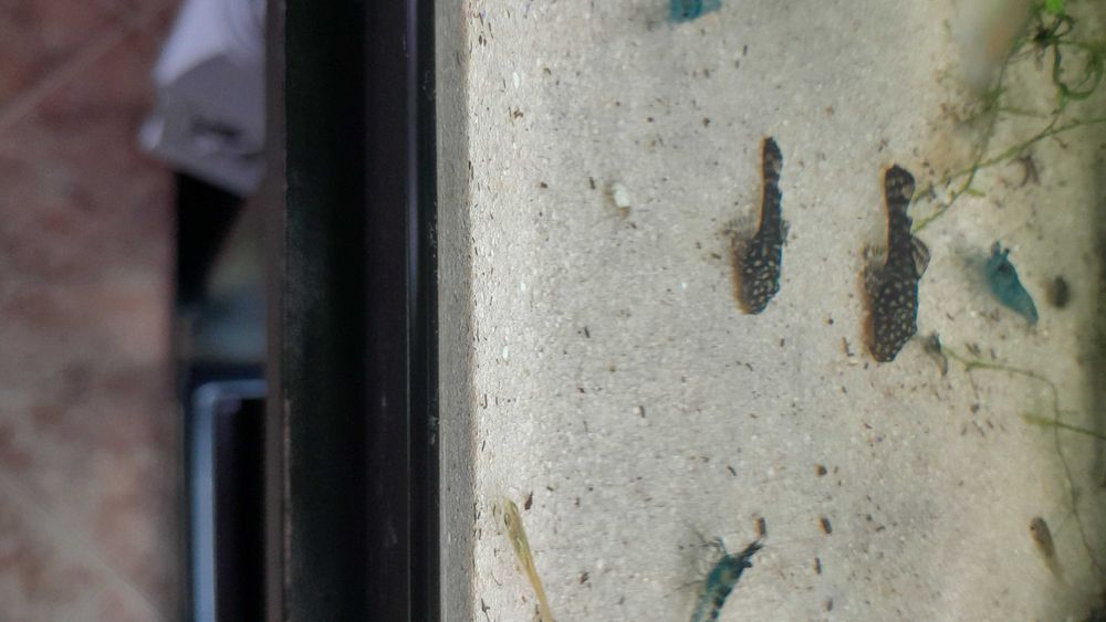 Ancistrus saudáveis e bonitos