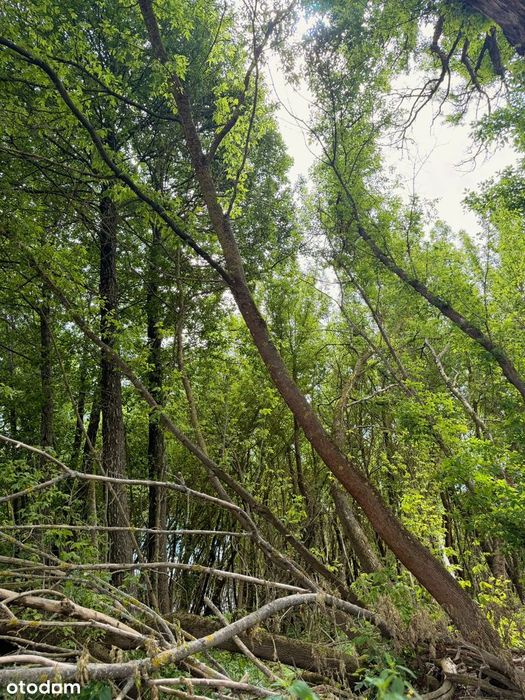 Zamieszkaj we własnym lesie – działka budowlana z WZ