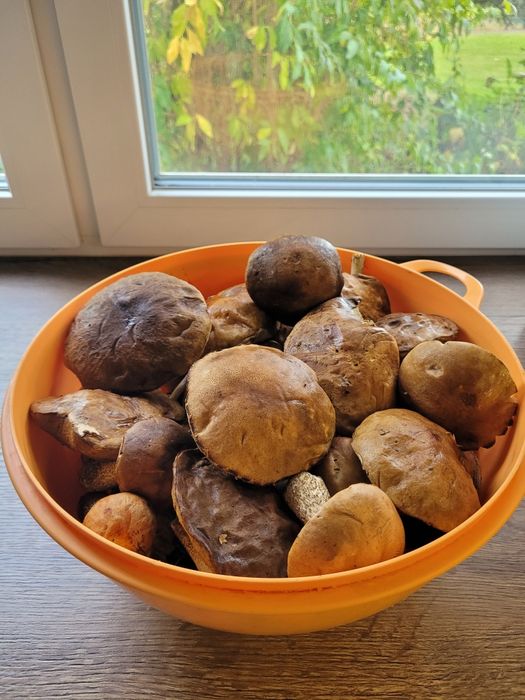 Grzyby koźlarki podgrzybki