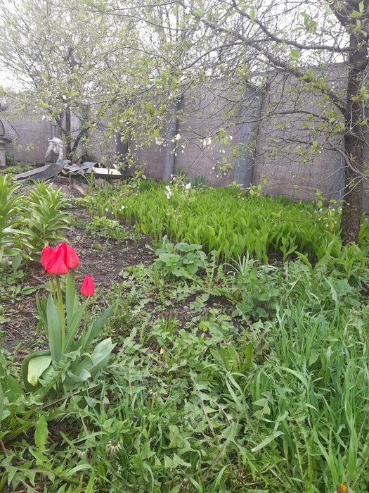 Здам будинок в оренду