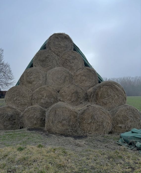 Siano bele 120 /330szt