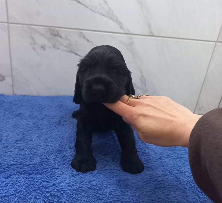 Cocker Spaniel Angielski Piesek