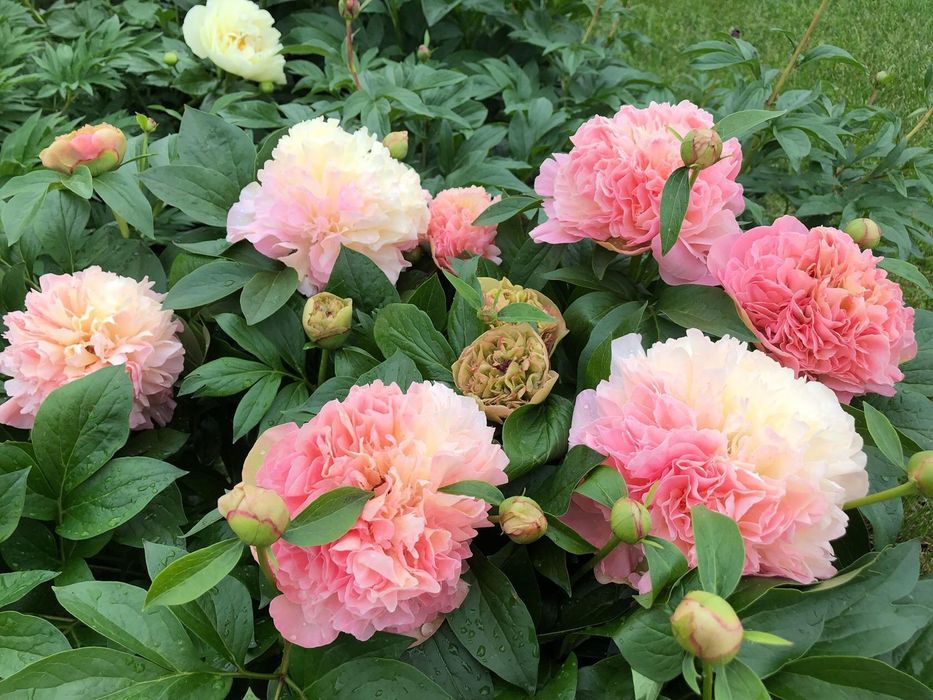 Пион Lois Choice