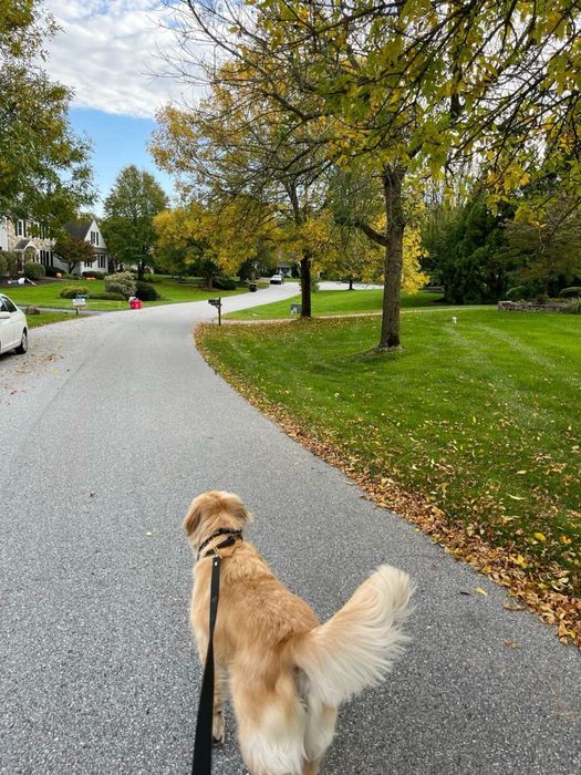 Passeio De Cães528942082798407681